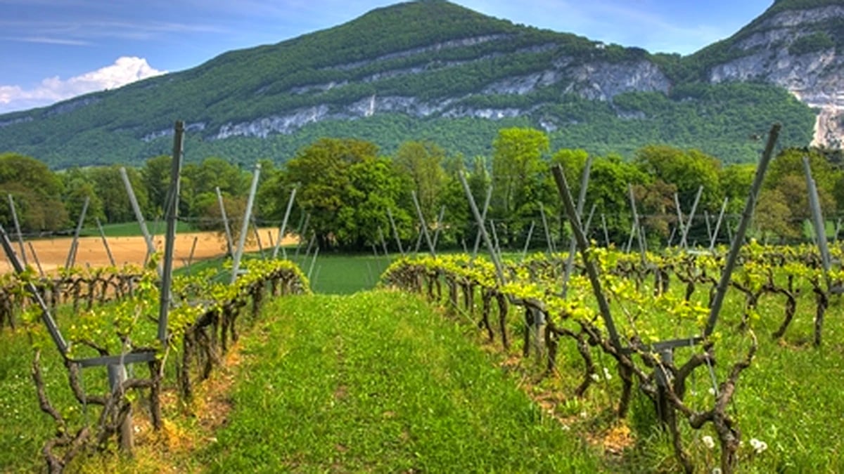 Activación de la intervención de cosecha en verde para viñedos