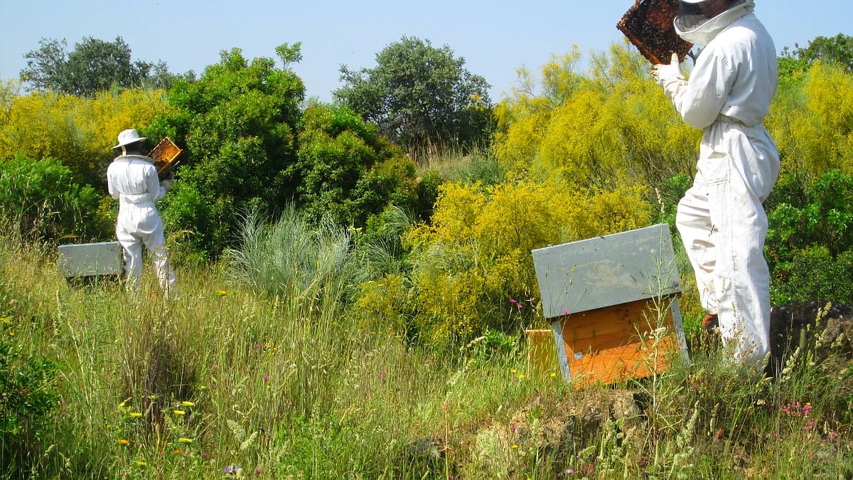 Agricultura destina casi 9,3 millones de euros en ayudas agroambientales para el sector apícola