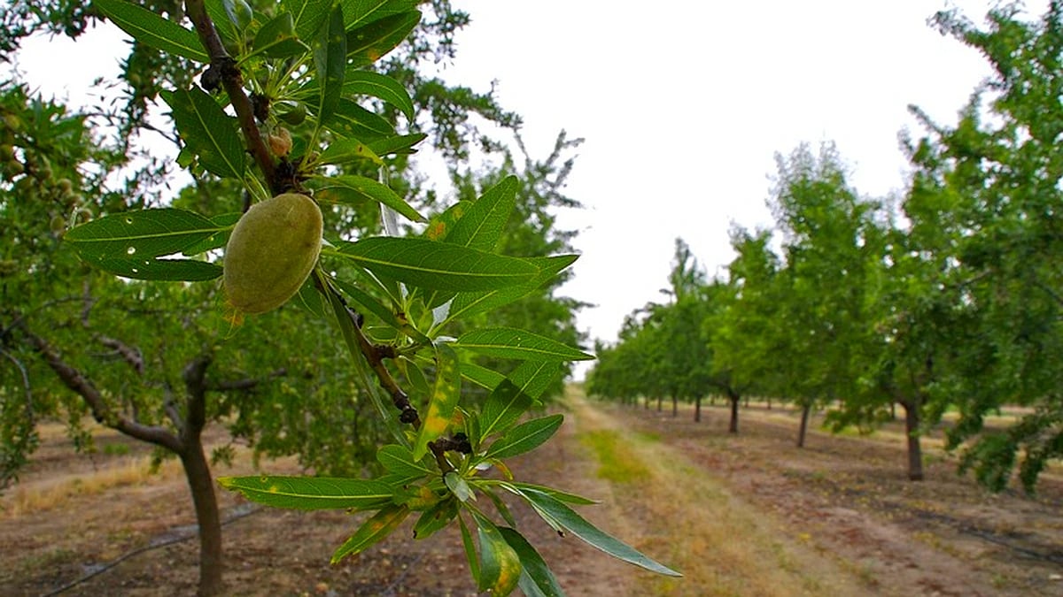 Andalucía lamenta que el Gobierno no incluya a Huéscar en las ayudas de la PAC sobre frutos secos