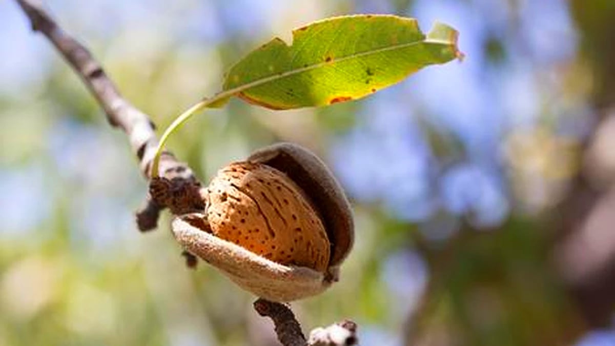 Ayuda directa para productores de frutos de cáscara en secano