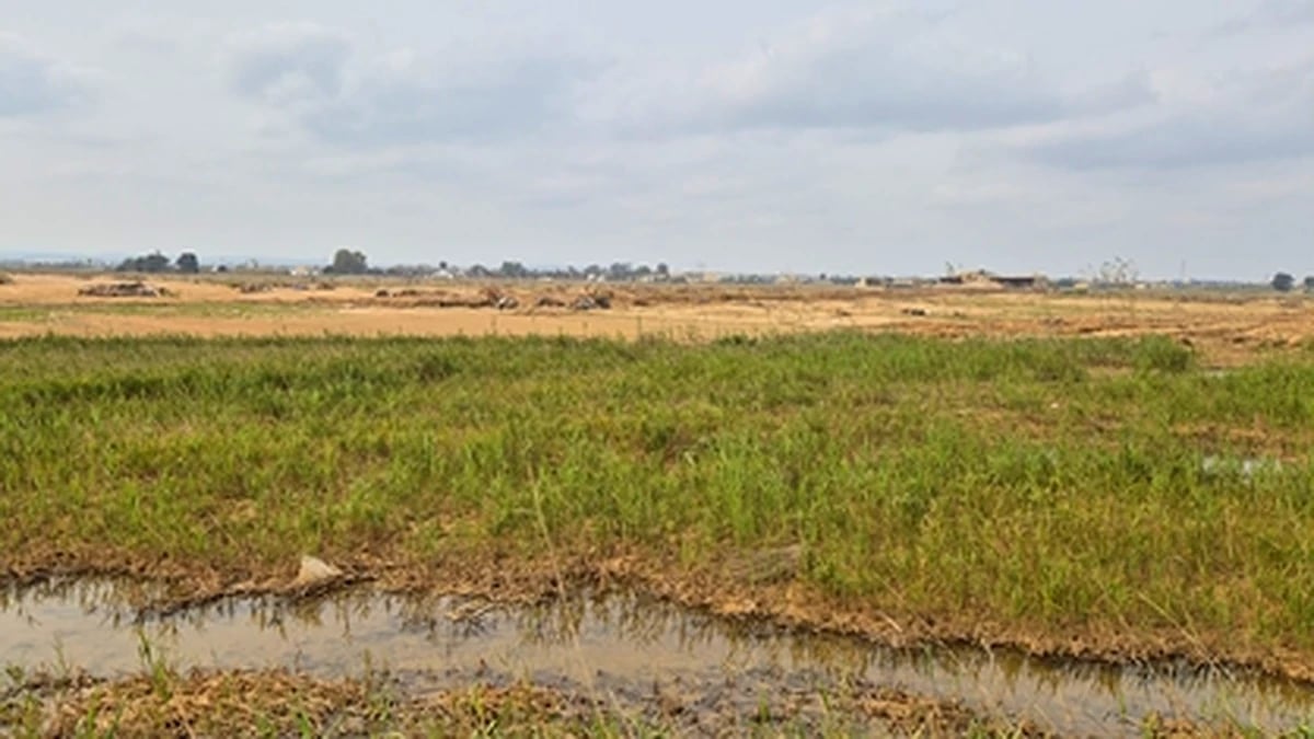Ayudas para productores de arroz afectados por la dana en la Albufera de Valencia