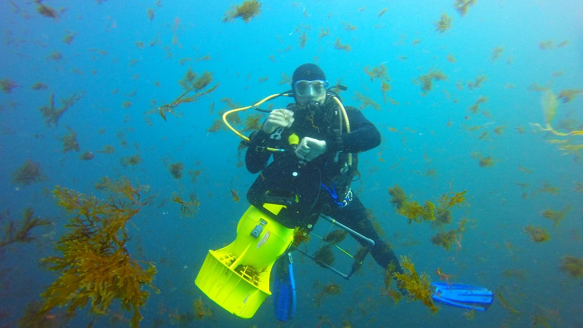 Jornadas del proyecto LIFE INTEMARES sobre Rugulopteryx okamurae