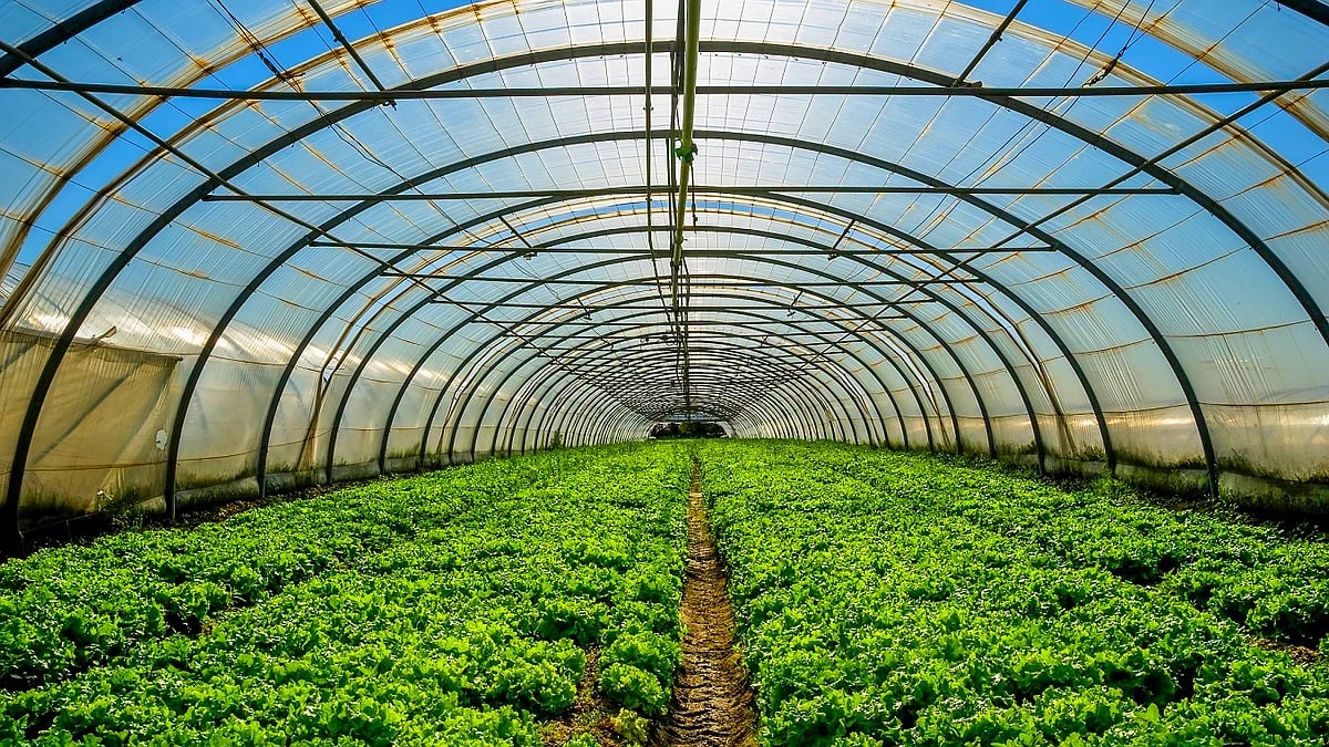La Consejería pone a disposición del sector el Plan Estratégico para Frutas y Hortalizas de Invernadero