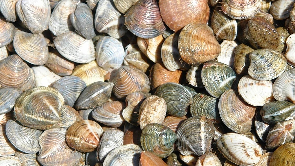 La Junta aprueba el plan de pesca de la chirla en el Golfo de Cádiz para la campaña 2024-2025
