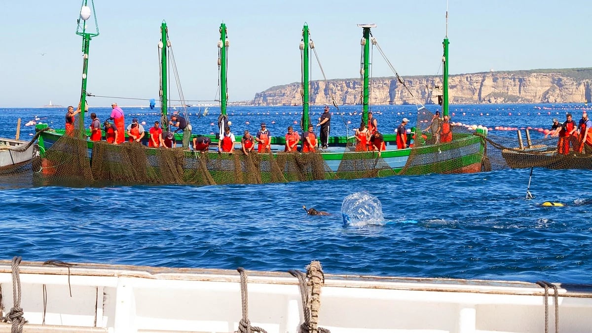 La Junta reclama al Gobierno una “solución urgente” a la huelga de inspectores de pesca para proteger la campaña de atún rojo en Cádiz