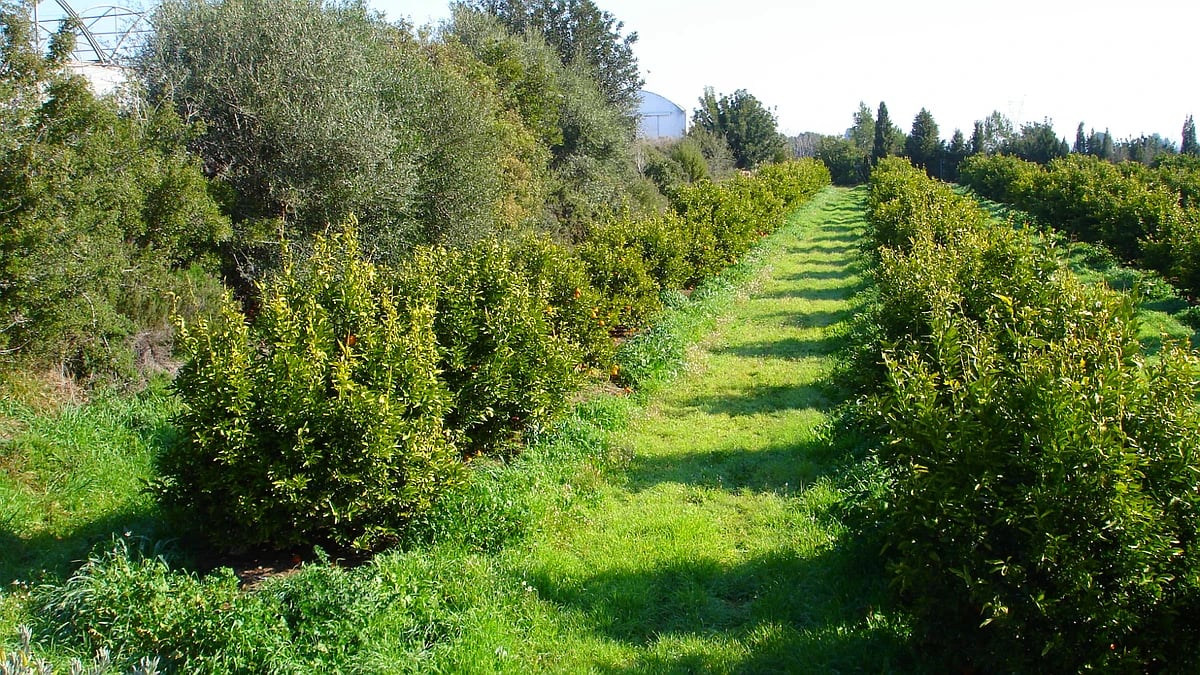 La superficie ecológica andaluza aumenta un 88% en una década y supera los 1,5 millones de hectáreas