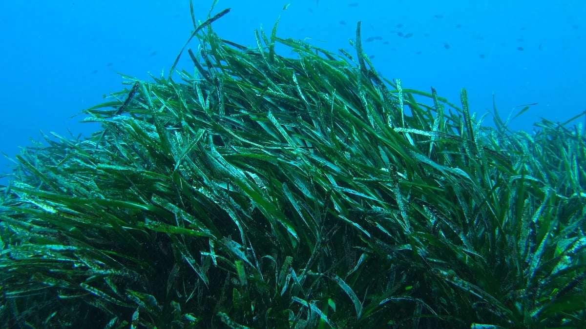 Nuevo proyecto europeo destinado a la conservación de fanerógamas marinas