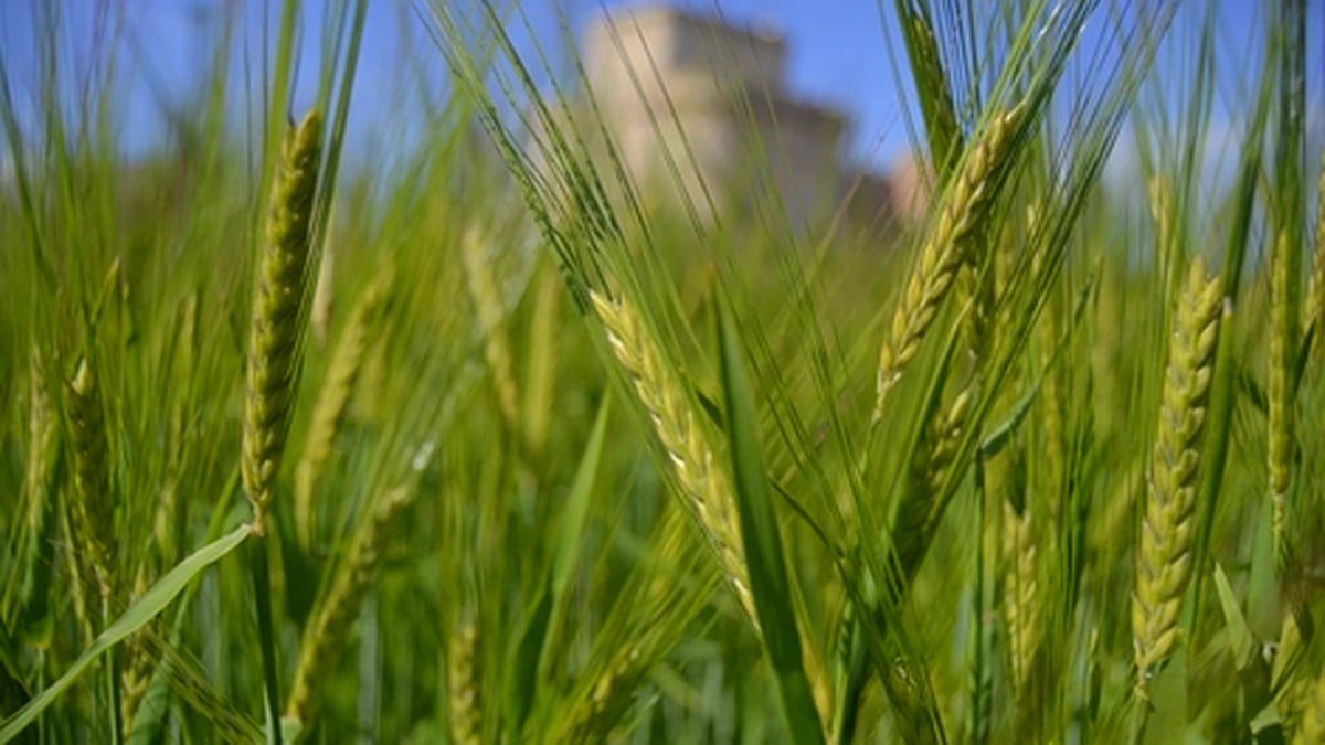 “Perfil de referencia del usuario y de las operaciones de SAECA” en 2024