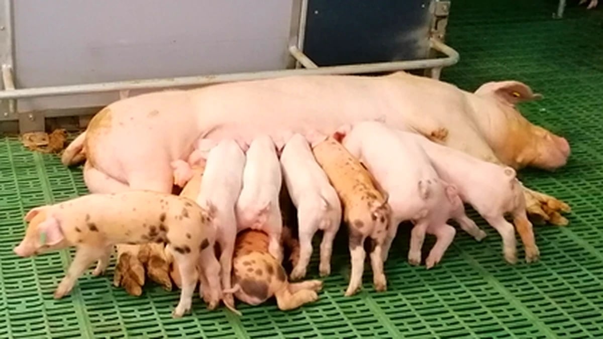 Publicación de la extensión de norma sector porcino