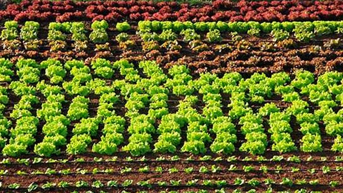 Publicado el informe Estadísticas de producción ecológica 2023