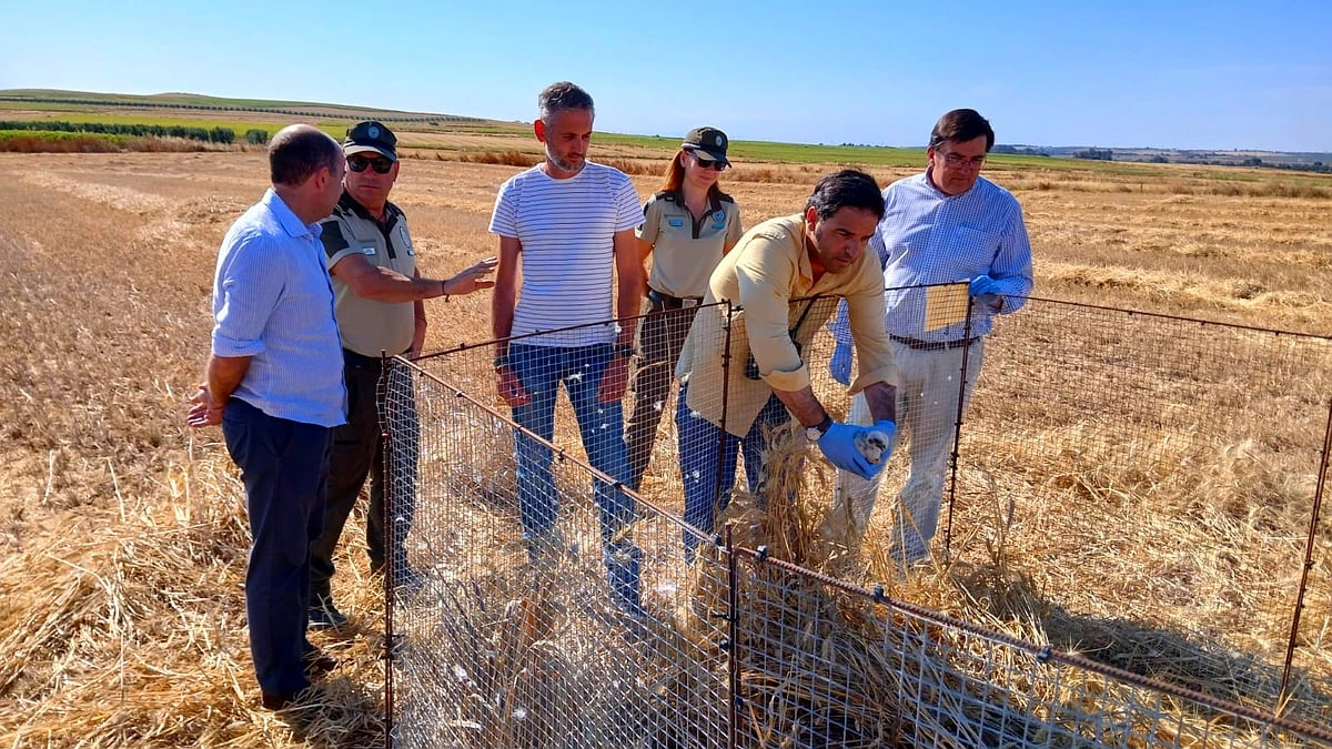 Regresa a su nido un polluelo de aguilucho cenizo tras su recuperación en el CREA de Huelva